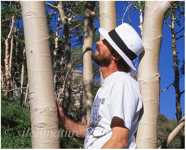 In the Aspen trunks