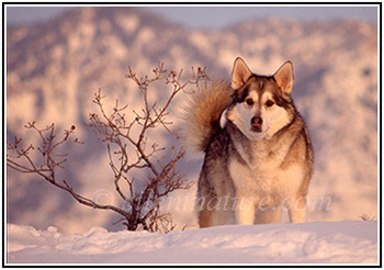 My Alaskan Malamute at Sunset