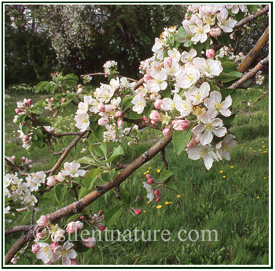 Apple Blossoms