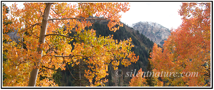 Apricot Aspens