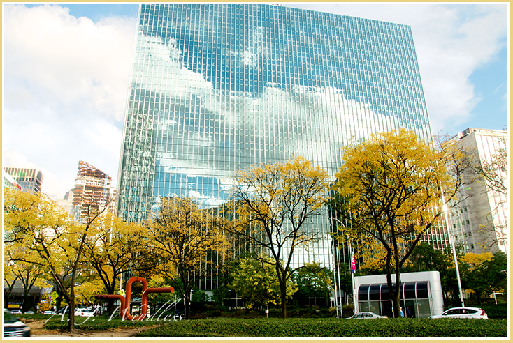 Honey locust turn bright yellow while mirrored windows reflect the clouds.