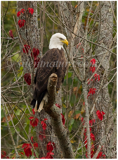 Autumn Eagle