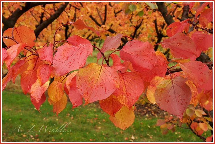 The leaves on these fruit trees have turned redder than the fruit!