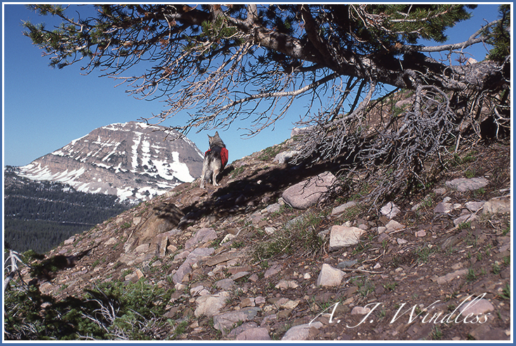 Tecumseh climbs the side of a hill high in the mountains of Utah.