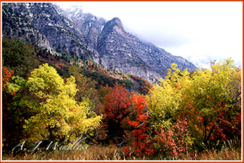 Brilliant fall colors at the foot of this massive granite wall.