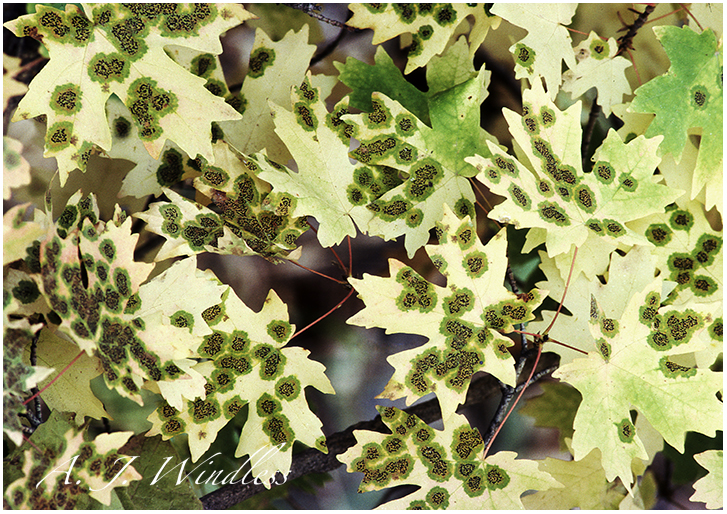 A pattern of maple leaves already turning toward fall colors is spotted with fungi cirlces that make the pattern more unique and interesting. 