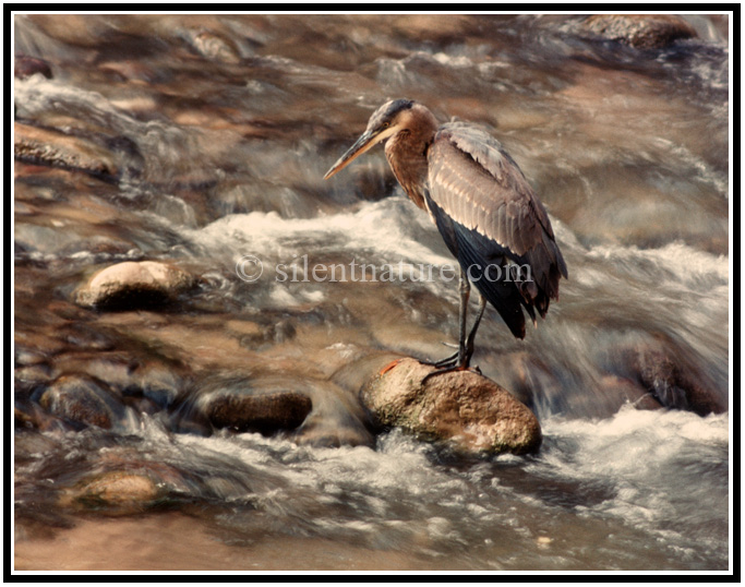 Great Blue Heron