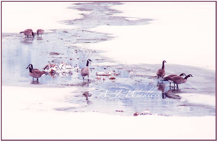 Canada geese gather on the snow as a stream trickles through, some of them on watch for predators.