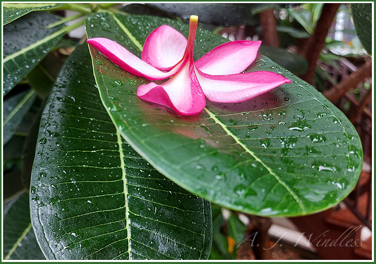 A red frangipani lands face down on one of its own leaves amid the huge raindrops.