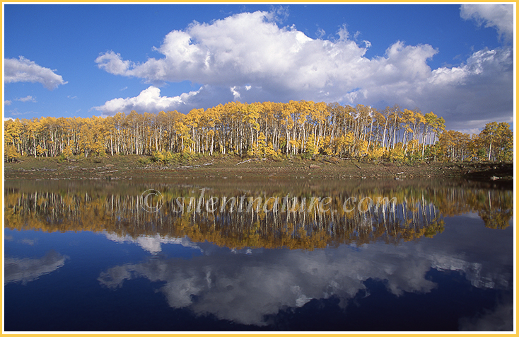 Clouds and Aspens