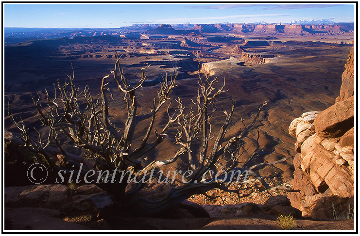 Canyonlands Overlook