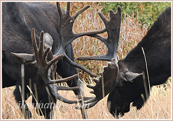 Thumbnail for the Moose gallery, featuring "The Brighton Brothers" sparring.
