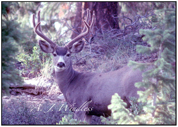 Antlers covered in velvet, a beautiful mule buck stands in the forest facing the shooter, in this case a photographer not a trophy hunter.