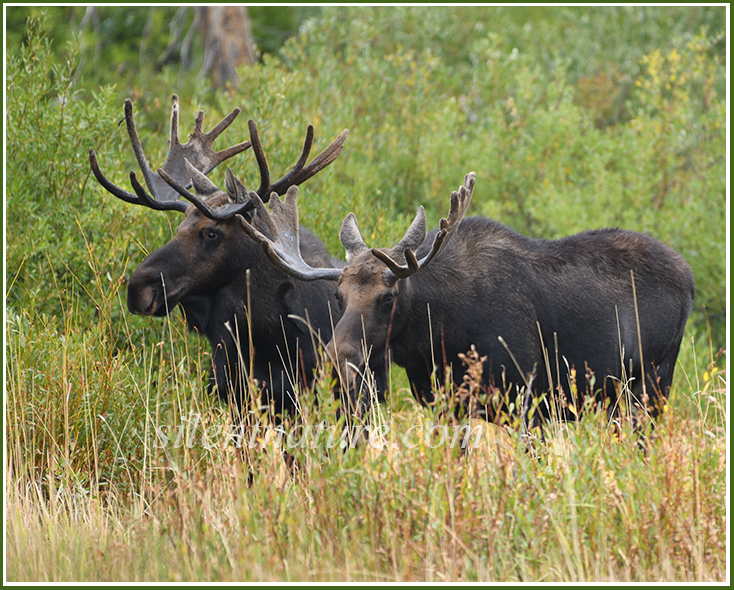 After sparring briefly the Brighton Brothers Moose walk shoulder to shoulder through the tall grass.