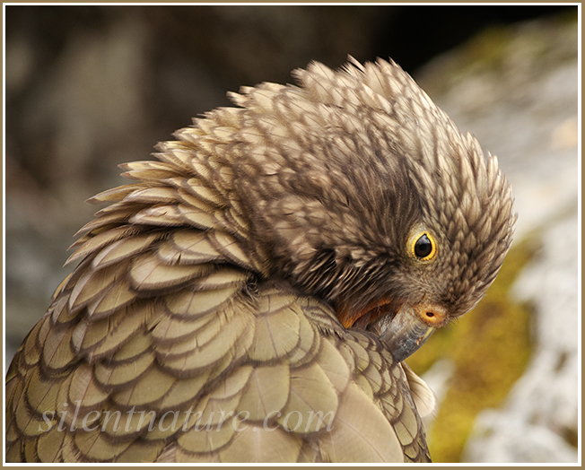 The beautiful brown eyes of a New Zealand Kea parrot.