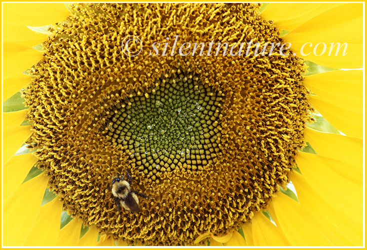 A bumble bee gathers nector from the center of a sunflower.