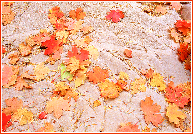 Autumn's red maples leaves have fallen on the sand in the dry bed of a stream.