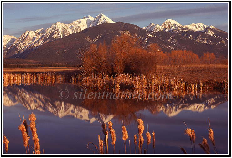 Cattail Reflections