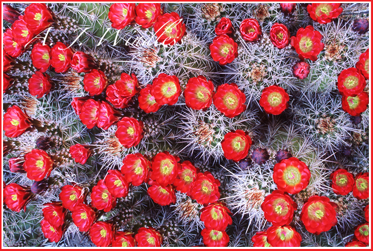 Claret Cup Cactus