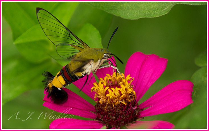 A colorful coffe clear-wing moth atop violet flower petals.