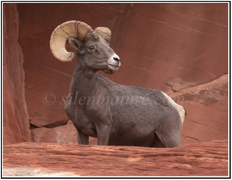 Desert Bighorn Ram