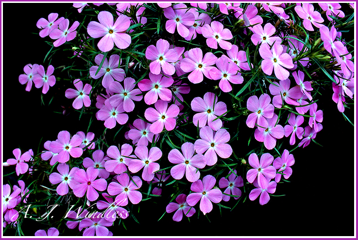 Deep in the shadows of Zion Canyon these desert phlox stand out in the last light.