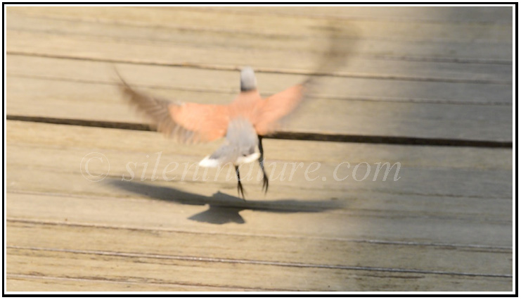 Dove Lift-Off from Boardwalk.