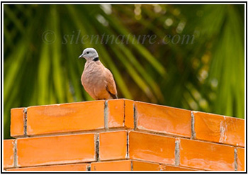 Red Collared Dove Calling