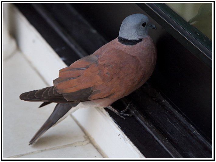 Endangered Dove