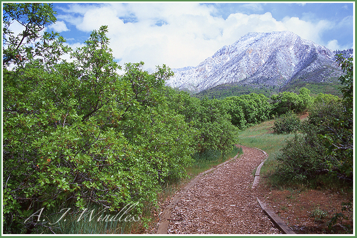 Wood shaving walkway to the snow dusted mountain.