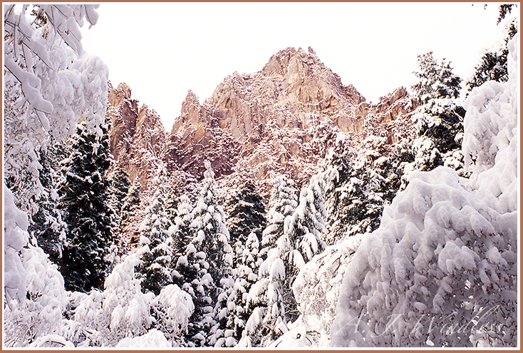 Pine trees inundated with fresh snow lead the way to this magnificent peak.