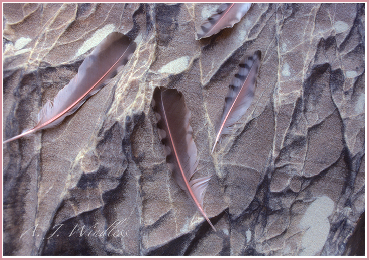 Feathers that blend in with the patterns of this desert rock.