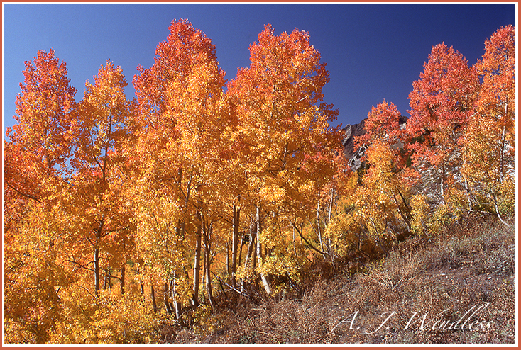 Autumn aspen trees glow like the flames of a fire.