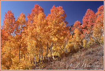 A beautiful image of aspen in a rare orange that is so brilliant they appear like flames of a fire. This servies as a link to my Utah Aspen gallery.