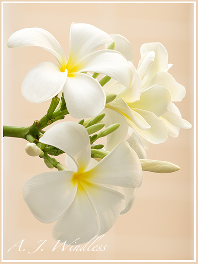 Exquisite white frangipani flowers with a beautiful pale white wall in the background.