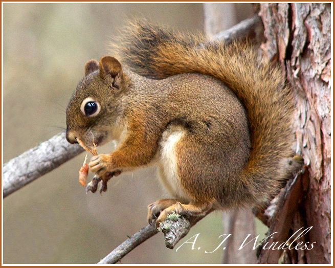 A beautiful little squirrel nibbles away at the cone that protects its seeds.