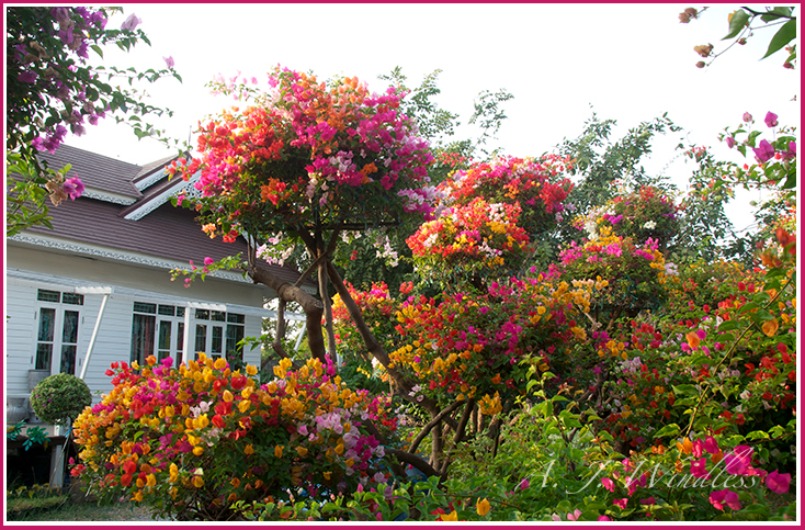 The colors of these fueng fah flowers explode all over place.