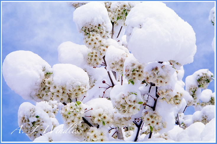 Laden with heavy snow these blossoms appear glad that the storm is over and the sun has come out.