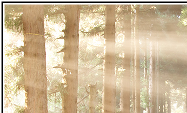 Through the Wood to Grandma's House