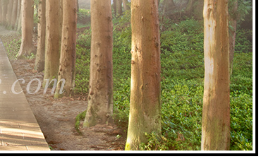 Through the Wood to Grandma's House