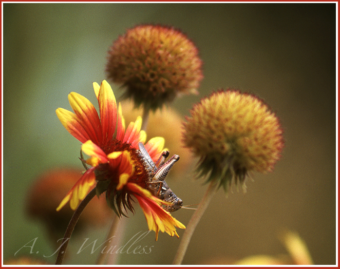 A grasshopper sits atop the red and yellow petals of a flower.