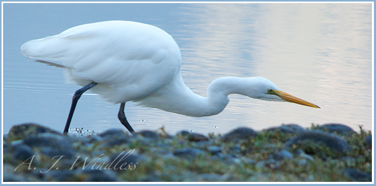 Henry the White Heron feeds along the shores of Milford Sound.