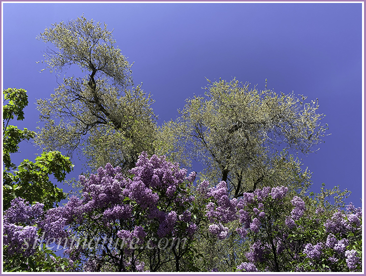 Purple lilacs and spring leaves against a cheerful sky.