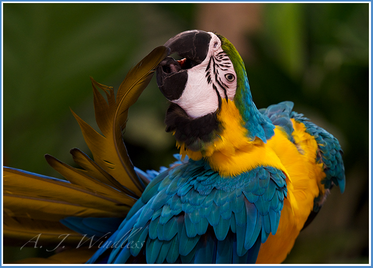 Brilliant with blue, yellow, and green, a parrot reaches back and pulls on one of his feathers.