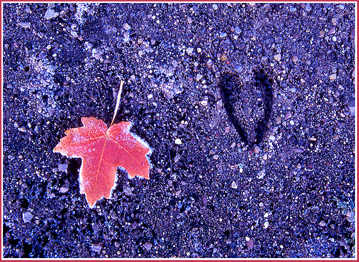 The track of a deer next to a frosted autumn leaf.