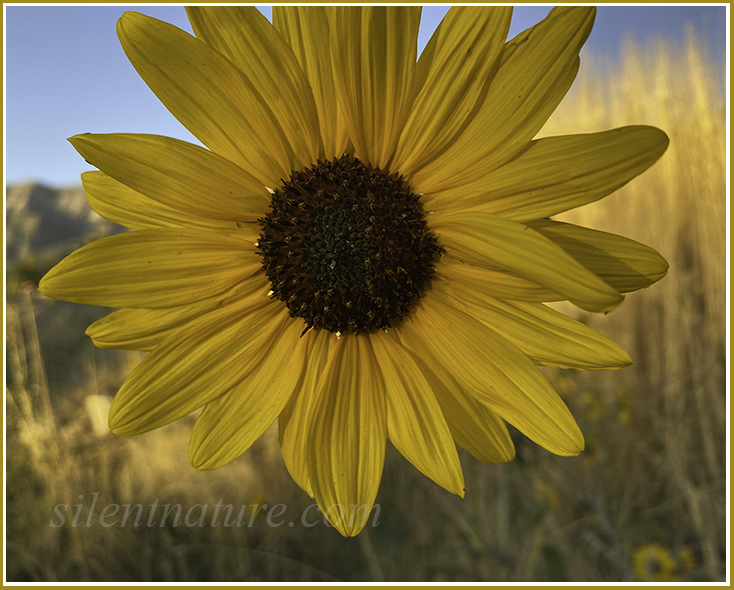 Close-up of a wild sunflower as late sunlight barely sweeps across it.