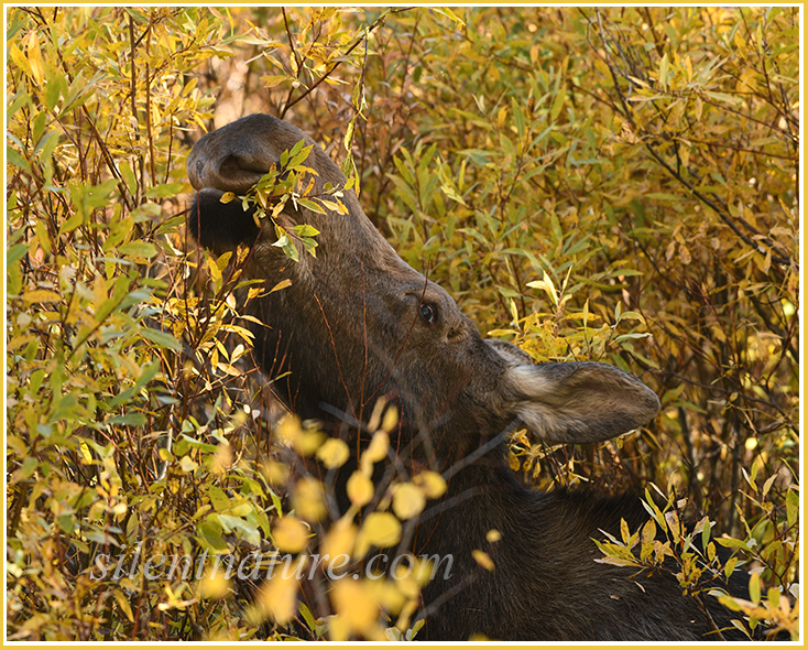 A moose stands in the willows and reaches high for a mouthful of their delicious leaves.
