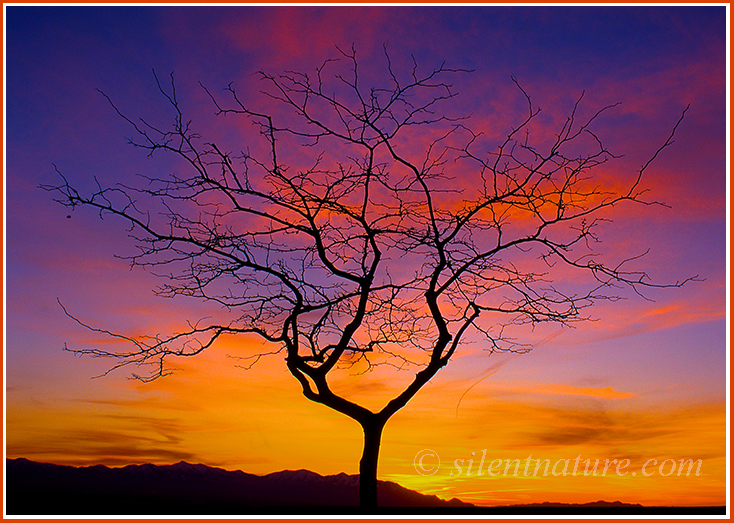 Lone Leaf Sunset