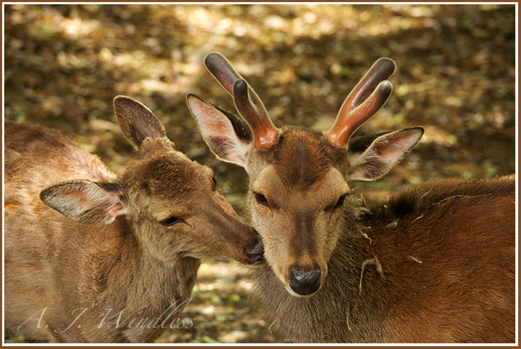 A deer kisses her buck on the cheek at Nara Park in Japan.