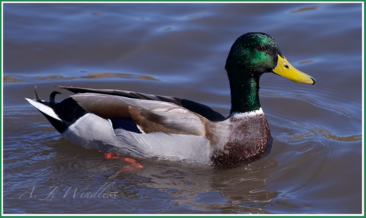 Beautiful detail in the feathers of this mallard drake.